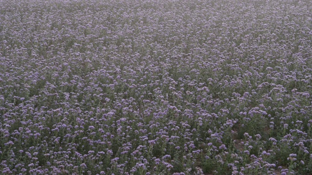 冬天早晨的花圃视频素材