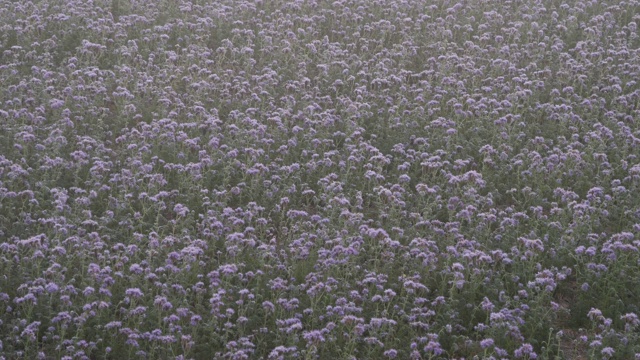 冬天早晨的花圃视频素材