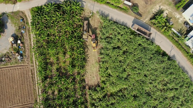 鸟瞰图收割机正在收获甘蔗到卡车在种植园视频素材