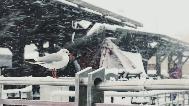 海鸥和下雪天在İstanbul，土耳其视频素材