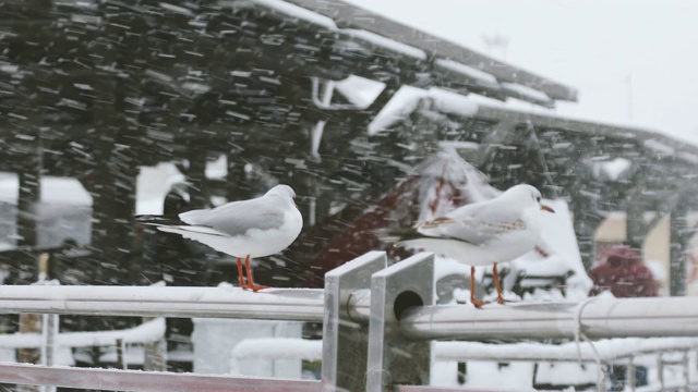 海鸥和下雪天在İstanbul，土耳其视频素材