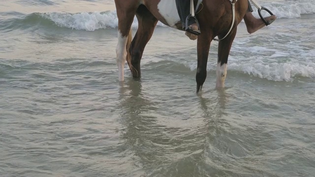 马站在大海和波浪上。视频素材