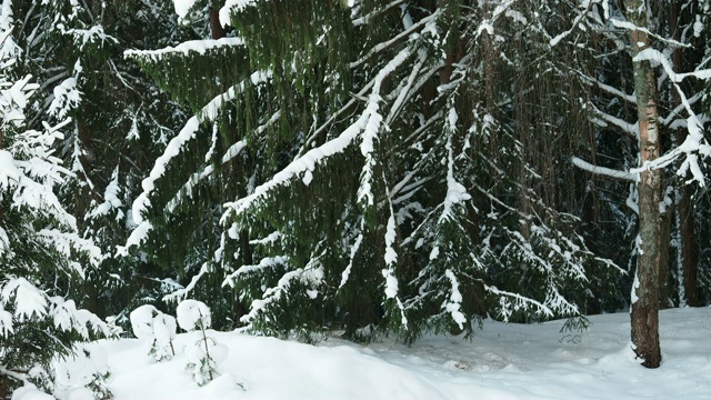 雪在大自然的背景下视频素材