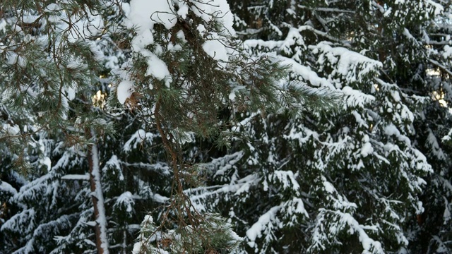 雪在大自然的背景下视频素材