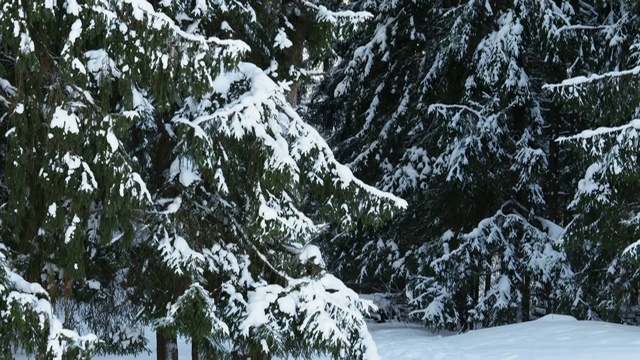 雪在大自然的背景下视频素材