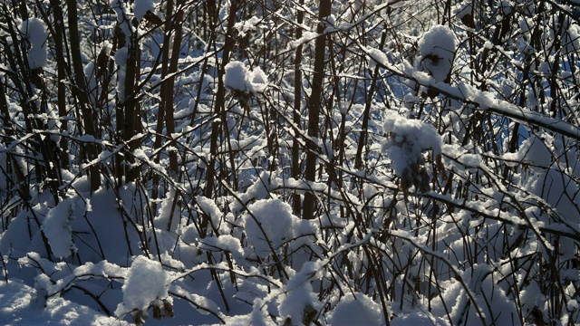 雪在大自然的背景下视频素材