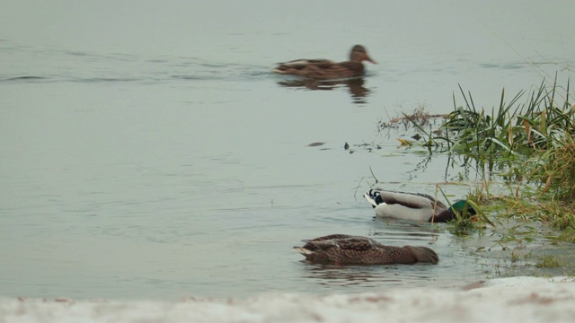 冬天，灰色的野鸭和绿色的野鸭在岸边的湖里游泳、潜水寻找食物视频素材