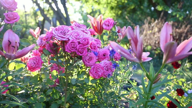 花园里的一排鲜艳的花视频素材