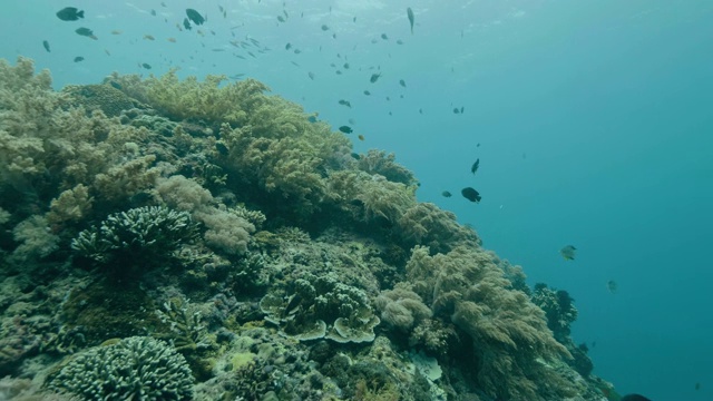 在海底珊瑚礁附近游泳的热带鱼。潜水员在深海中潜水。潜水员游过珊瑚和鱼。深海潜水。水下世界和海洋生物。视频素材