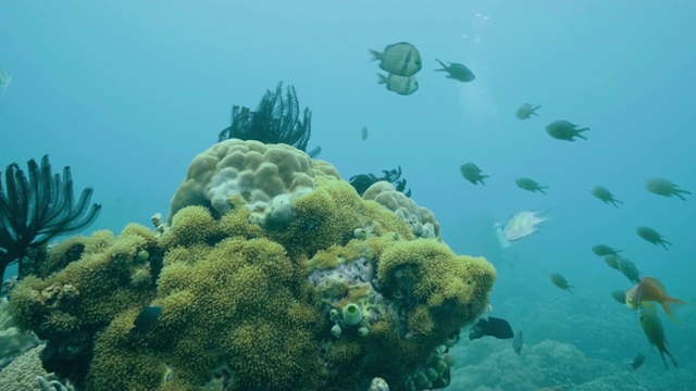 潜水时在热带鱼和珊瑚礁附近游泳。潜水员在水下潜水，观察海洋生物。在绿松石海中潜水。海洋生物，珊瑚礁和鱼类。视频素材