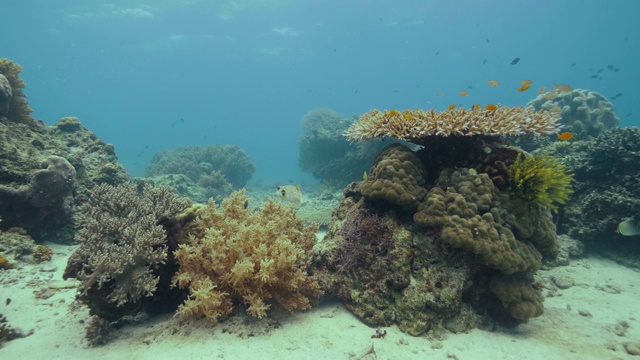 色彩斑斓的热带鱼游过海底的珊瑚礁。水下观看海洋世界，同时水肺潜水和浮潜。水下海洋世界，珍奇鱼类和珊瑚礁。视频素材