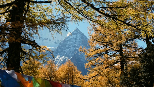 神圣的仙奈日山，五彩的经幡飘扬在亚丁的秋林中视频素材