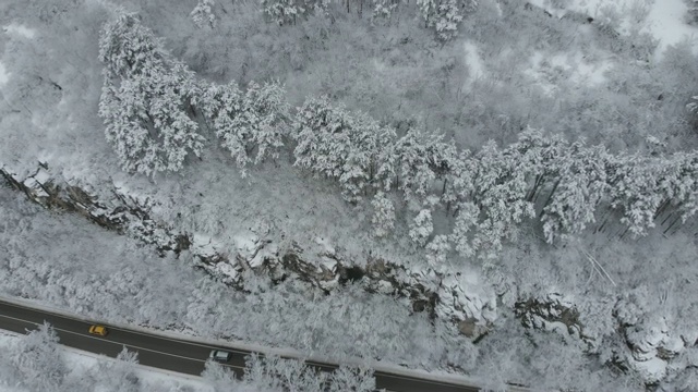 雪林之路视频素材