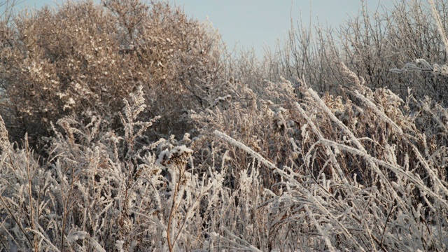 冰雪覆盖的植物视频素材