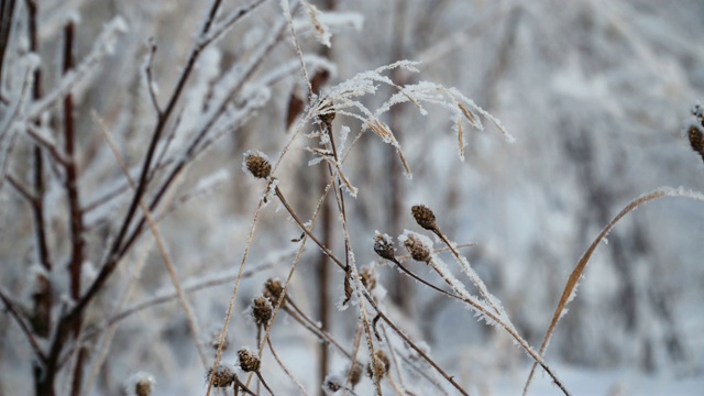 冰雪覆盖的植物视频素材