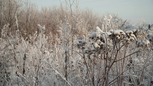 冰雪覆盖的植物视频素材