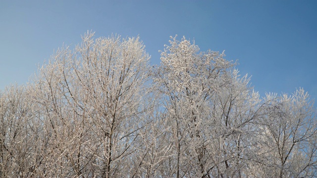 雪覆盖的树木视频素材