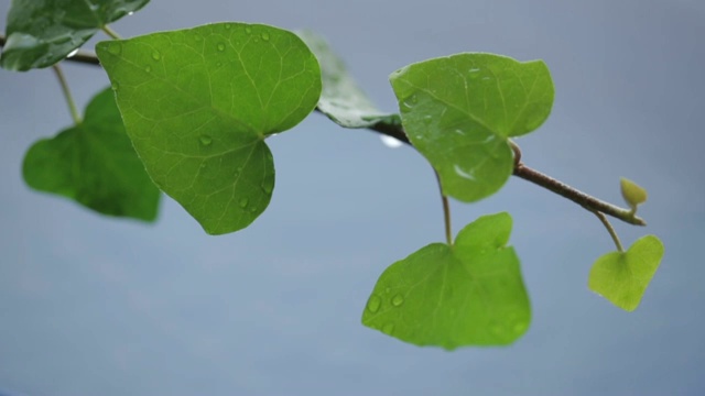 雨视频素材