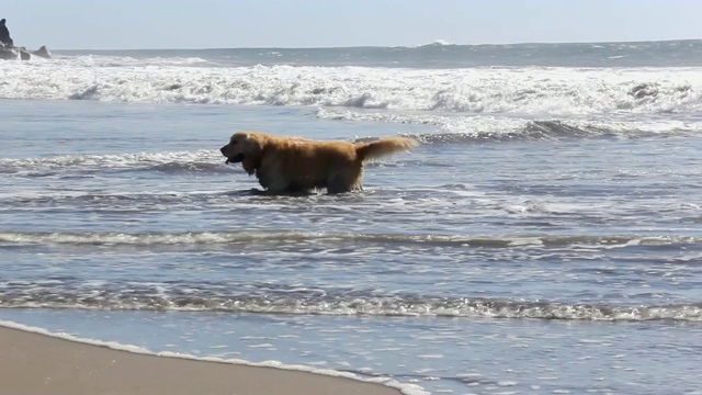 棕色的狗在波涛汹涌的海面上冷却视频素材