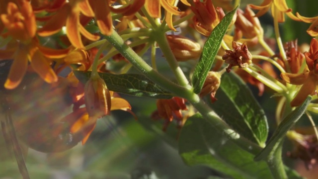 蜜蜂给花园里的花授粉。视频素材