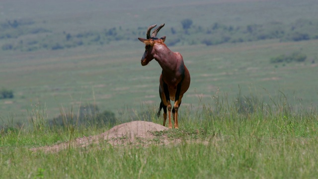 Topi On Hill，马赛马拉，肯尼亚，非洲视频素材