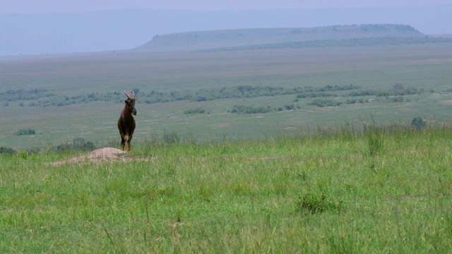 Topi On Hill，马赛马拉，肯尼亚，非洲视频素材