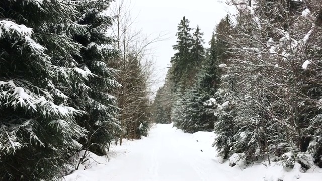 白雪覆盖的松林和自然步道视频素材