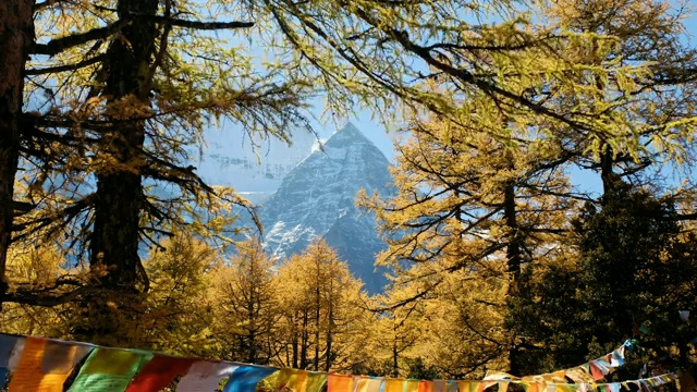 神圣的仙奈日山，五彩的经幡飘扬在亚丁的秋林中视频素材