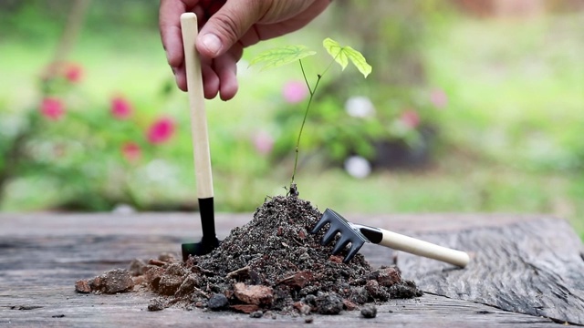 风吹着树叶的小树以花园为背景。视频下载