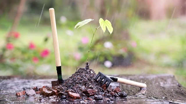 雨和风吹着树叶的小树与花园的背景。视频素材