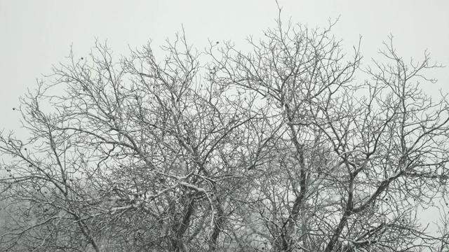 冬天的树冠在下雪视频素材