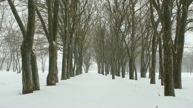 冬天公园下雪视频素材