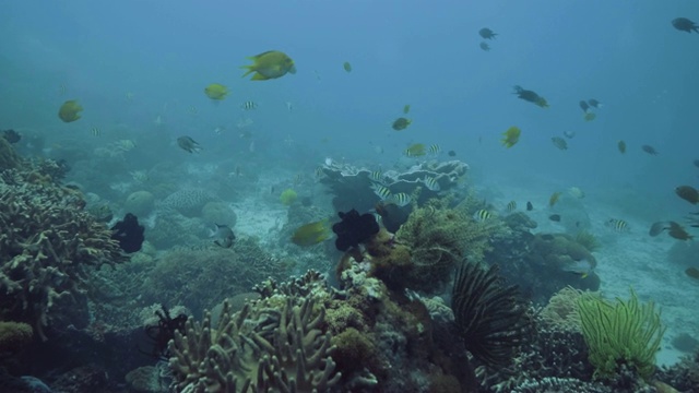 色彩斑斓的海鱼游过海底的珊瑚礁。海上潜水和浮潜。水下海洋世界，珍奇鱼类和珊瑚礁。视频素材