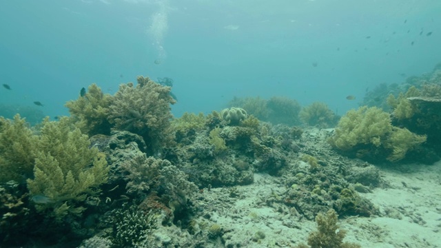 在海底珊瑚礁附近游泳的热带鱼。潜水员在深海中潜水。潜水员游过珊瑚和鱼。深海潜水。水下世界和海洋生物。视频素材