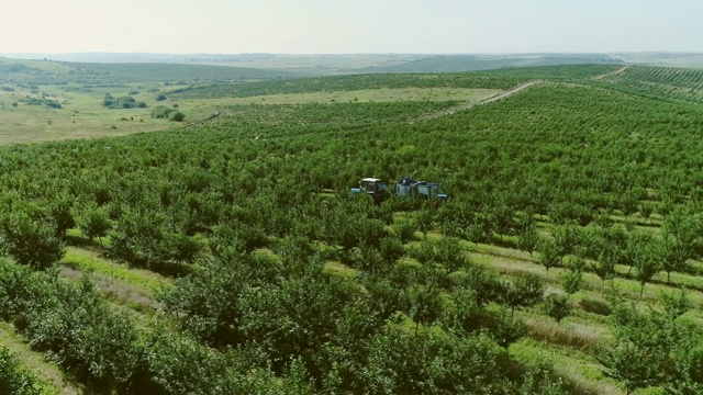 收割机收集浆果。水果花园。鸟瞰图。视频素材