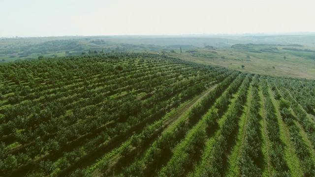 漂亮的水果花园。鸟瞰图。视频素材