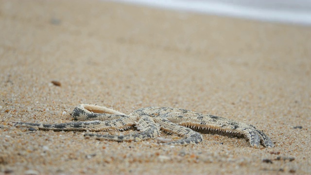 4K:海星躺在沙滩上视频素材