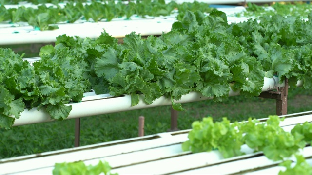 淘射绿色生菜水培蔬菜种植视频素材