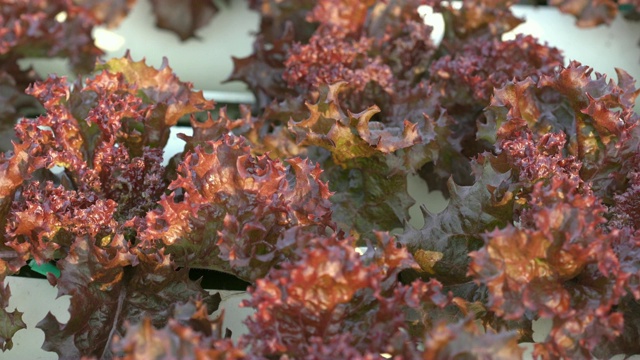 淘拍红珊瑚生菜水培蔬菜种植视频素材