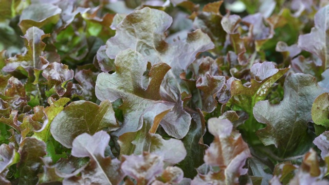 红橡树水培蔬菜种植的淘金拍摄视频素材