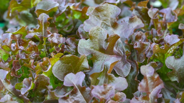 红橡树水培蔬菜种植视频素材