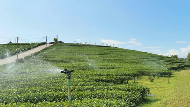 蓝天碧水，茶园春意盎然视频素材