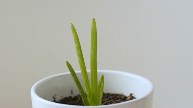 芦荟植物在一个小的白色花盆视频素材