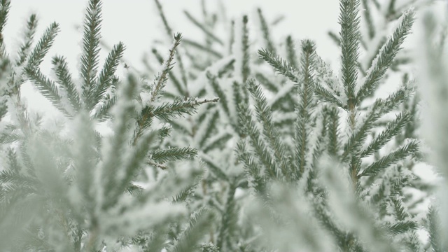 雪花落在冷杉树枝上视频素材