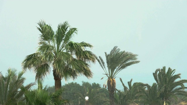 棕榈树在热带风暴的强风中摇曳。飓风暴雨。强热带风暴视频素材