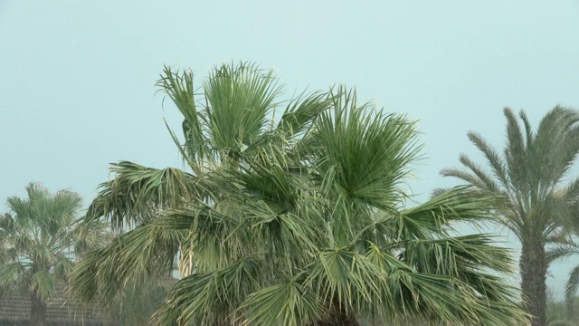 热带的风和雨落在绿色的棕榈树叶子上。飓风暴雨。旋风。热带暴雨在丛林中映衬着棕榈树。视频素材