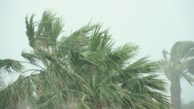 棕榈树在热带风暴的强风中摇曳。飓风暴雨。强热带风暴视频素材