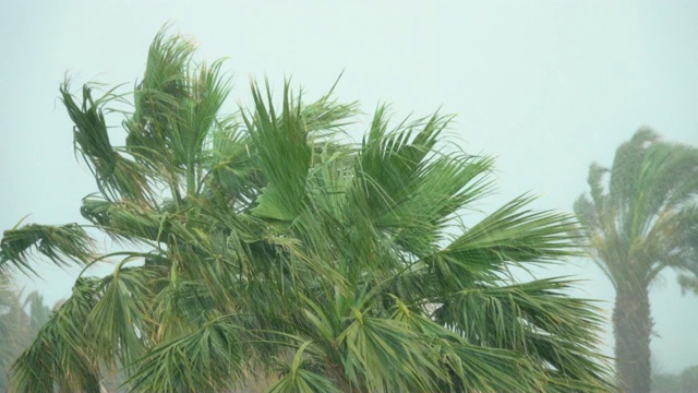 棕榈树在热带风暴的强风中摇曳。飓风暴雨。强热带风暴视频素材