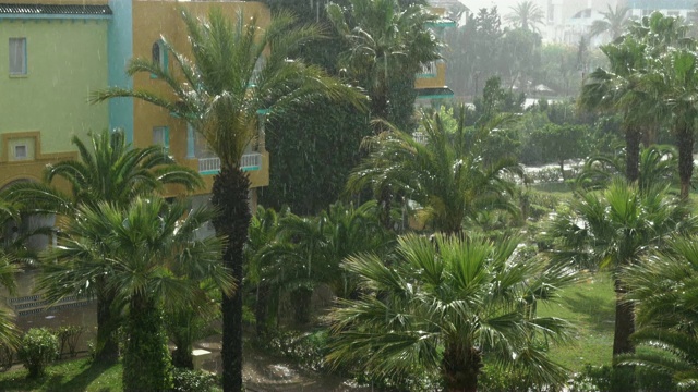 热带的风和雨落在绿色的棕榈树叶子上。飓风暴雨。旋风。热带暴雨在丛林中映衬着棕榈树。视频素材