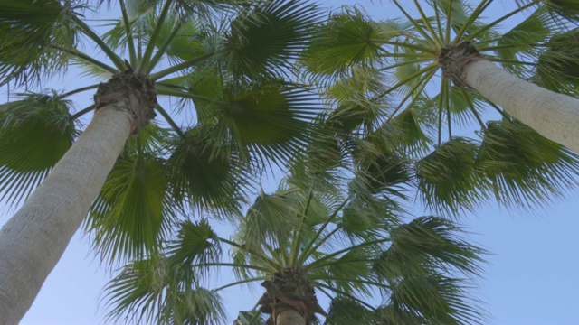 棕榈树在蓝天的背景。视频素材